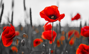 Memorial Day Quiz image